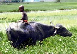 চিত্র:Buffalo.jpg