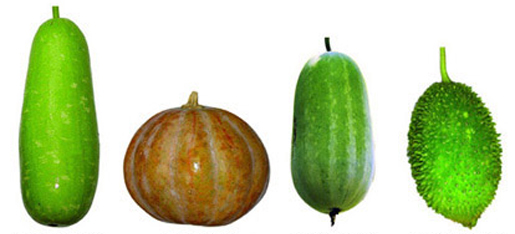 চিত্র:Gourd1.jpg