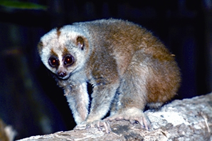 চিত্র:NycticebusBengalensis.jpg