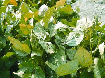 চিত্র:Soybean.jpg