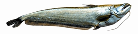 চিত্র:FishBoal.jpg