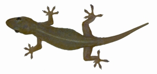 চিত্র:Lizard1.jpg