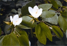 চিত্র:Shrub3.jpg
