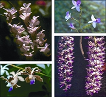 চিত্র:Orcid.jpg
