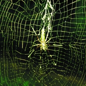 চিত্র:Spiderwithnet05.jpg