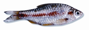 চিত্র:Barb.jpg