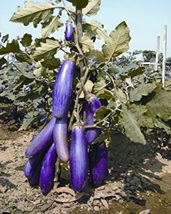চিত্র:BrinjalKajla.jpg