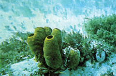 চিত্র:Sponge(animal).jpg