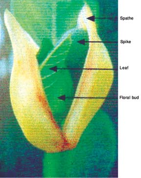 চিত্র:JackfruitStagesOfFloralBud.jpg