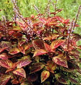 চিত্র:OrnamentalPlants2.jpg