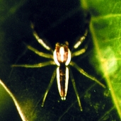 চিত্র:Spider11.jpg