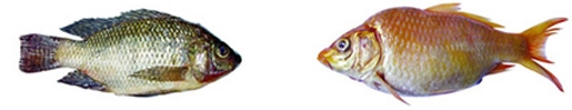 চিত্র:ExoticFish1.jpg