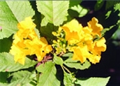 চিত্র:GardenFlowerYellowBell.jpg