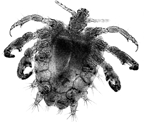 চিত্র:Louse(Crab).jpg