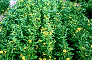 চিত্র:Niger.jpg