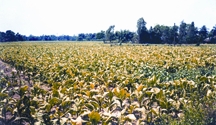 চিত্র:TobaccoField.jpg
