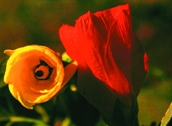 চিত্র:WildFlower14Bhola.jpg