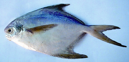 চিত্র:Fisheries2.jpg