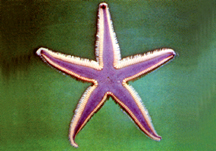 চিত্র:Seastar.jpg