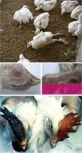 চিত্র:AvianInfluenza.jpg