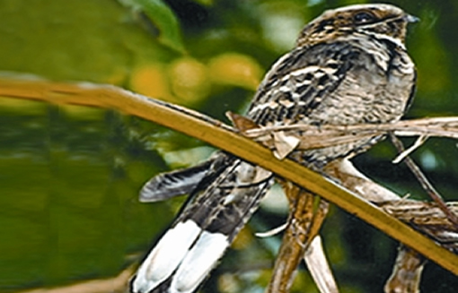 চিত্র:NightjarLongtailed.jpg