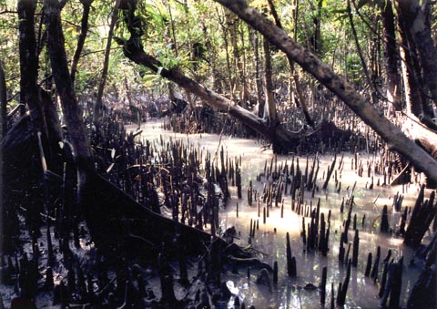 চিত্র:ForestMangrove.jpg