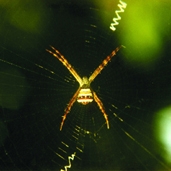 চিত্র:Spiderwithnet11.jpg