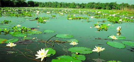 চিত্র:Wetland.jpg