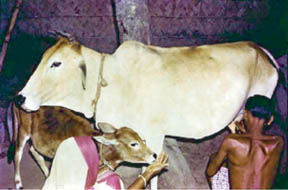 চিত্র:LivestockMilking.jpg