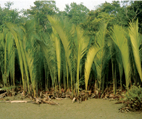 চিত্র:FloraPalant3.jpg