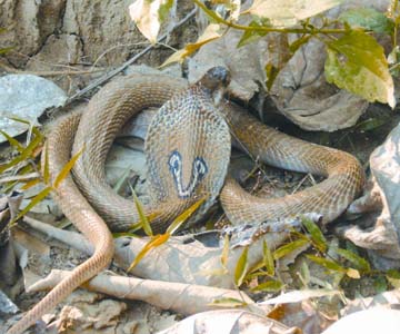 চিত্র:SnakeNajaNaja.jpg