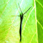চিত্র:Spider13.jpg
