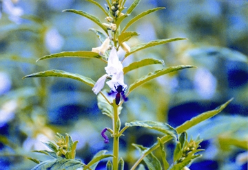 চিত্র:Bee1.jpg