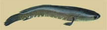 চিত্র:BiodiversityShole1.jpg