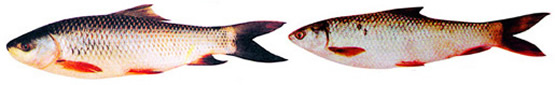 চিত্র:Carp1.jpg