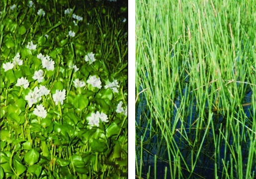 চিত্র:FreshwaterPlant1.jpg