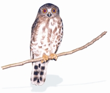 চিত্র:OwlBrownHawk.jpg