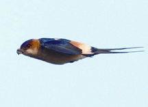 চিত্র:SwallowRed-rumped.jpg