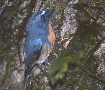 চিত্র:FlycatcherSnowy-browed.jpg