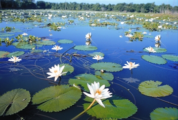 চিত্র:HaorTanguar.jpg