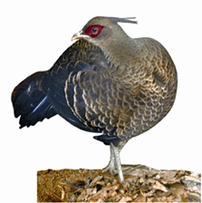 চিত্র:KalijPheasant.jpg