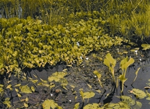 চিত্র:BiodiversityAquaticPlant.jpg