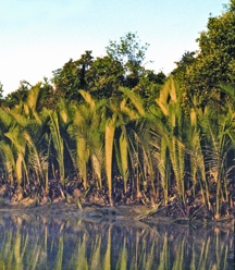 চিত্র:NipaPalm.jpg