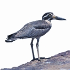 চিত্র:PloverGreatStone.jpg