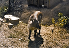 চিত্র:SerowMainland.jpg