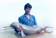 চিত্র:Dolphin.jpg