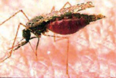 চিত্র:MosquitoAnopheles2.jpg