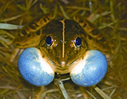 চিত্র:FrogToadHoplobatrachusTigerinus.jpg
