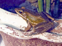 চিত্র:FrogToadHumeranaHumeralis.jpg