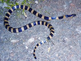 চিত্র:Krait.jpg
